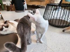 -飞行喵MR PILOT|猫舍·猫咖(静安大融城店)