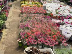 -龙大花卉苗木市场