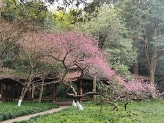 -山外山菜馆(玉泉路店)