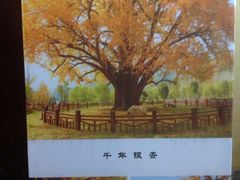 -千年银杏谷文化旅游区