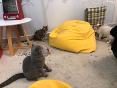 -泰国佛·塔罗·泰牌狐仙古曼