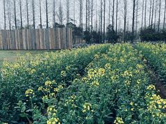 -前小桔亲子创意农场·草莓采摘·露营烧烤