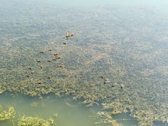 -丁香湖公园