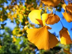 -三圣花乡旅游区