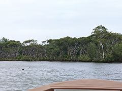 -东寨港红树林旅游区