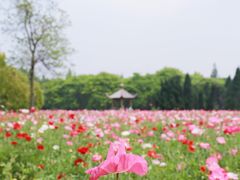 -上海滨江森林公园