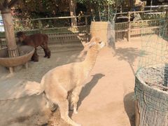 -石家庄市动物园