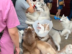 -TrueLove @ Neverland (Husky Cafe)