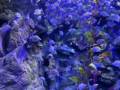 -太平洋海底世界