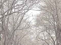 -成都美食巫山烤鱼(三里河路店)