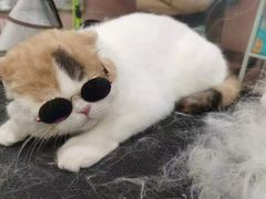 -车接车送·寄养洗护·德文猫舍(大宁店)