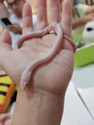 -Moni星球萌宠·小马宝莉·灵蛇·高端高阶全萌宠互动体验俱乐部(红豆国际广场店)