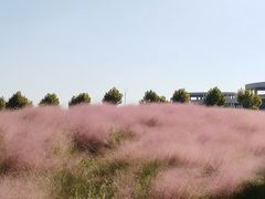 -映月湖中央公园