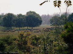 内景-北京麋鹿生态实验中心
