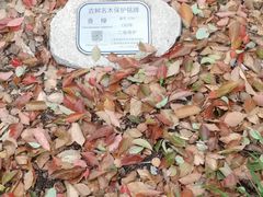 -徐家汇源景区-衡山公园