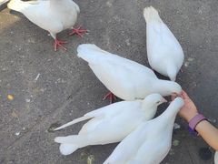 -绵阳人民公园(涪城区)