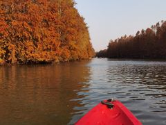-上海海湾国家森林公园