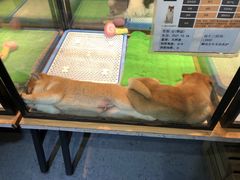 -宠物世家(仲盛世界商城店)