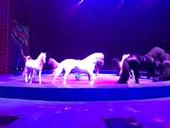 -珠海横琴长隆《卡卡虎奇遇记》