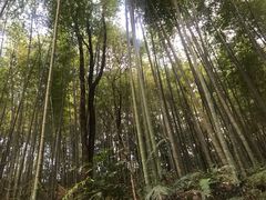 -广州市石门国家森林公园