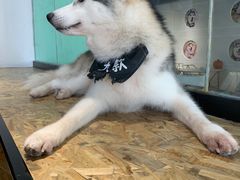 -Husky Go! 哈士奇体验馆·宠物咖啡厅狗咖