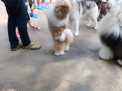 -TrueLove @ Neverland (Husky Cafe)