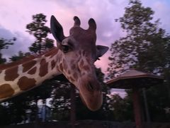 -清迈夜间动物园