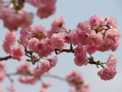 -天适樱花悠乐园