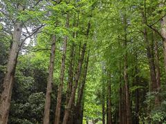 -上海滨江森林公园