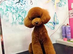 -爱宠屋pet shop·宠物洗澡·宠物美容