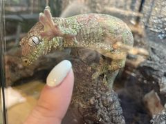 -酷以爬仙阁实体爬宠店·守宫·蜥蜴·专业繁育