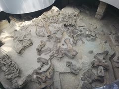 -自贡恐龙博物馆