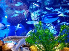 -上海海洋水族馆