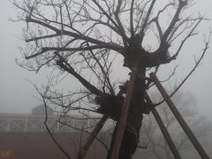 -江南天池