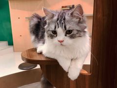 -飞行喵MR PILOT|猫舍·猫咖(静安大融城店)