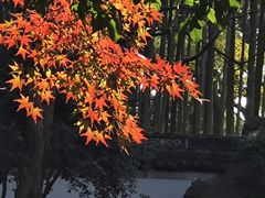 -秋霞圃