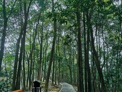 -南山植物园
