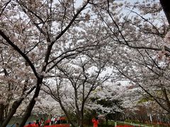 -高东镇樱花园