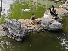 -莲花池公园