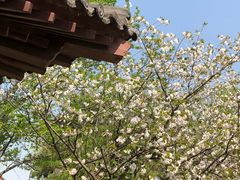-西安青龙寺遗址景区