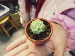 多肉拉面-Summer House夏莫手工坊团建活动(世博源店)