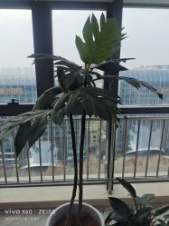 -HEYAN荷妍专业脱毛连锁机构