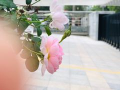 -苏州河梦清园环保主题公园