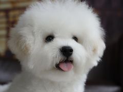 -翊宠yipet猫狗购宠庄园犬舍•猫舍