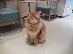 -藏猫猫咖啡主题馆(中央大道店)