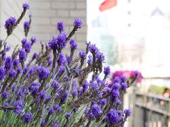 -上海和平饭店华懋阁 Cathay Room