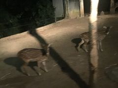 -清迈夜间动物园
