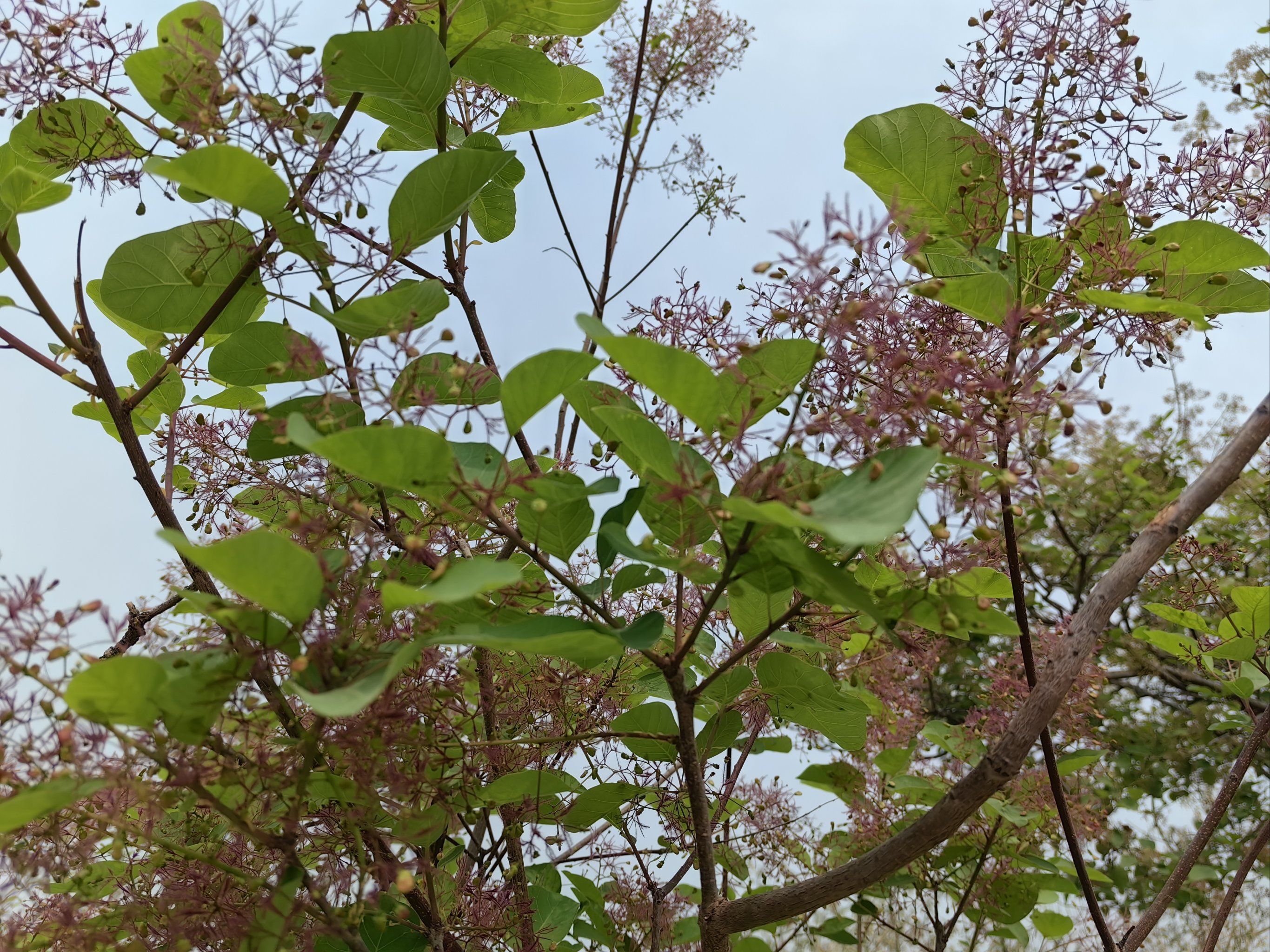 正是黄栌花开时!