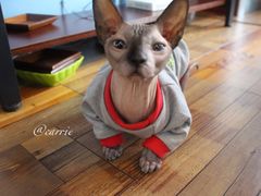 -猫咪咖啡·猫咖(万达广场店)