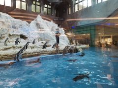 -帝企鹅自助餐厅•儿童岛•真企鹅(长隆企鹅酒店)